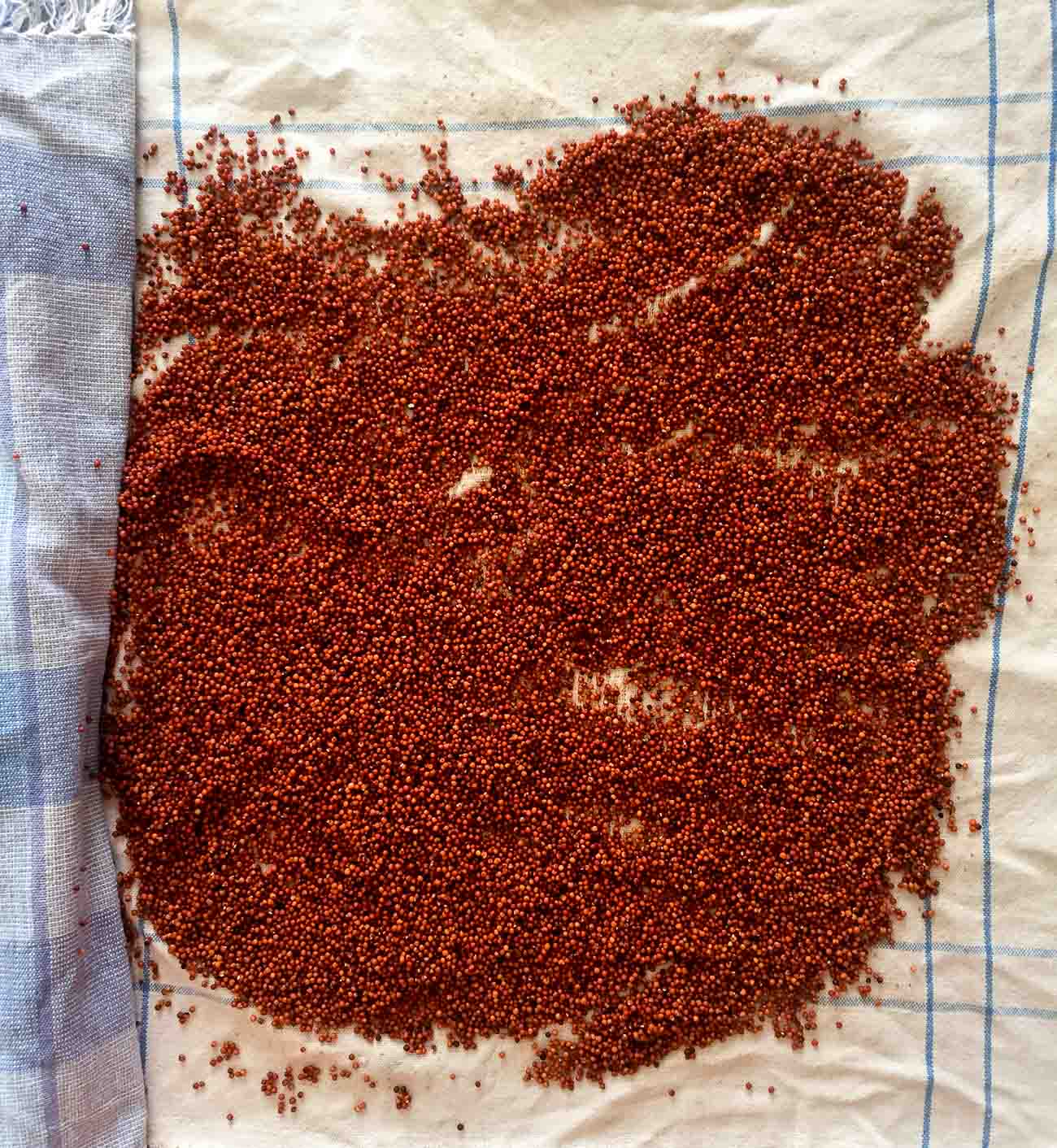 How to sprout ragi 1