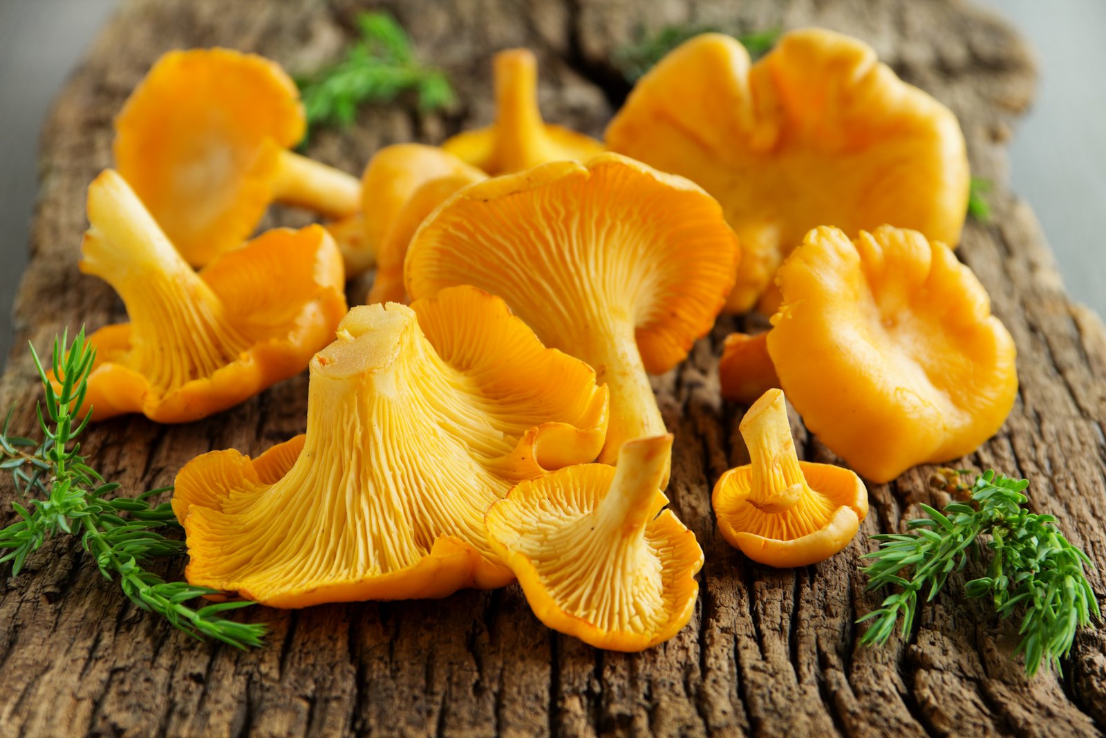 Chanterelle mushroom