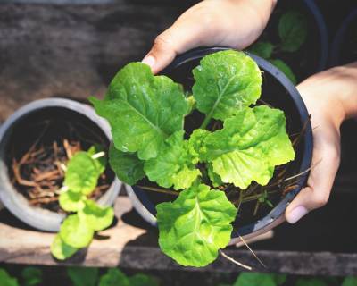 Did You Know About Magical Foods That Can Be Regrown in Your Terrace Garden