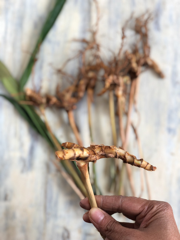 Rasna Alpinia Galanga Ayurdevic Medicinal Plant 1 2