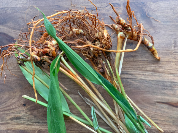 Rasna Alpinia Galanga Ayurdevic Medicinal Plant 3