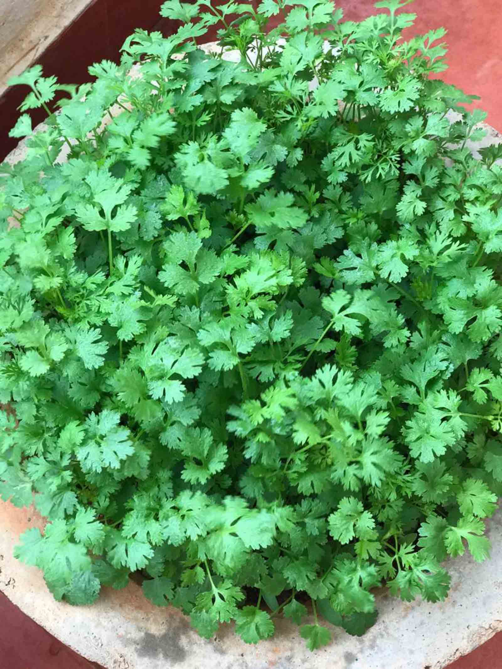 Coriander 1