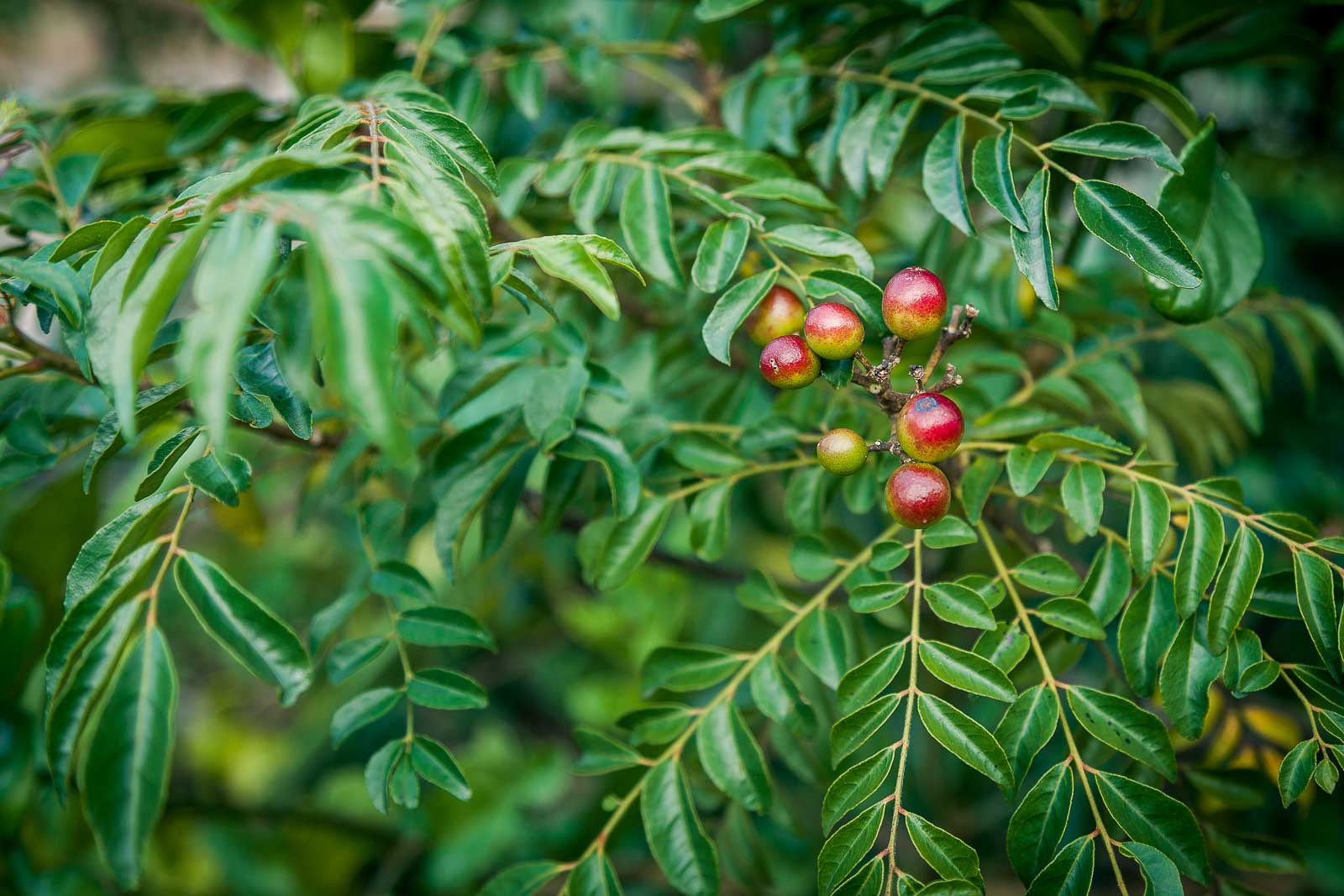 Curry Leaves 1