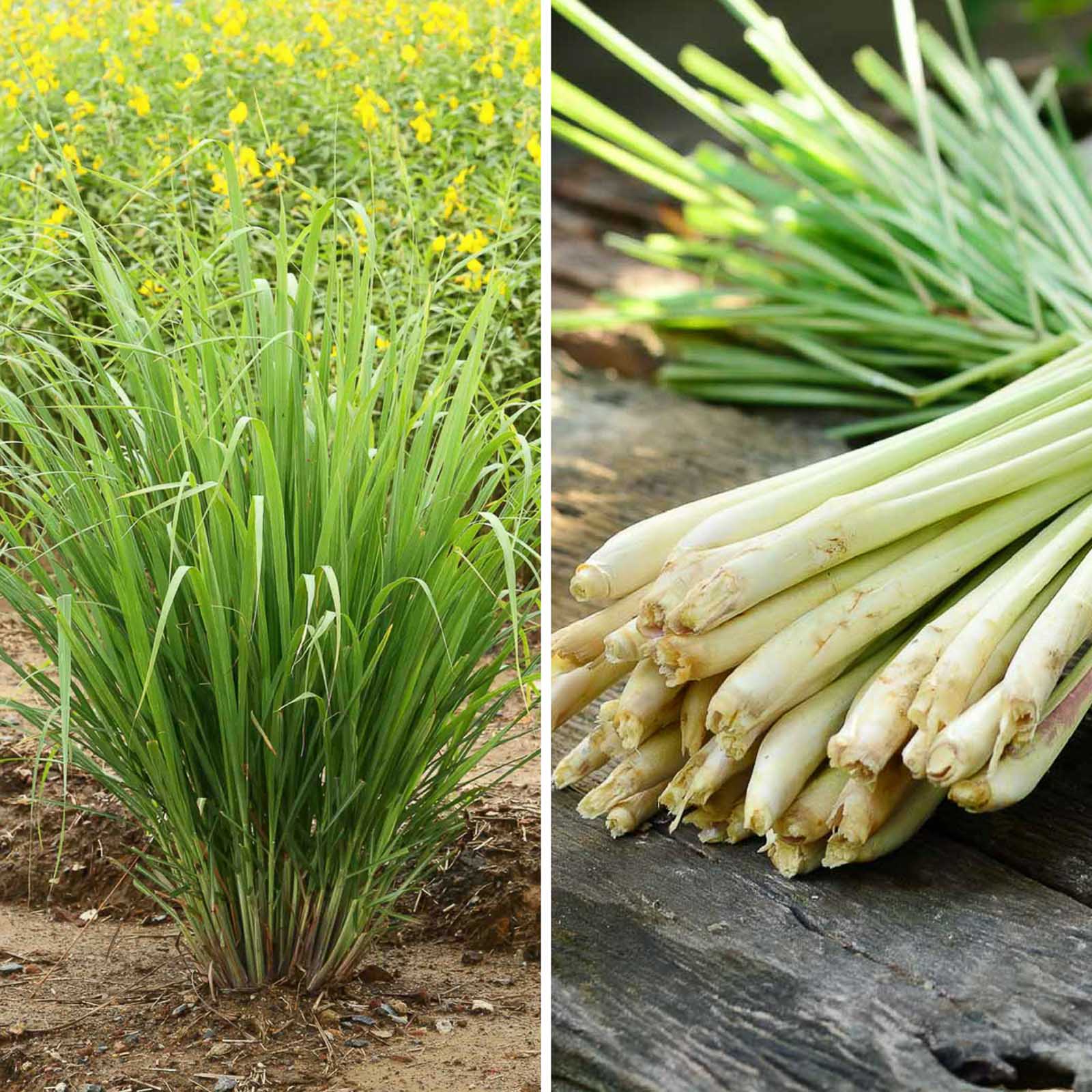 lemon grass