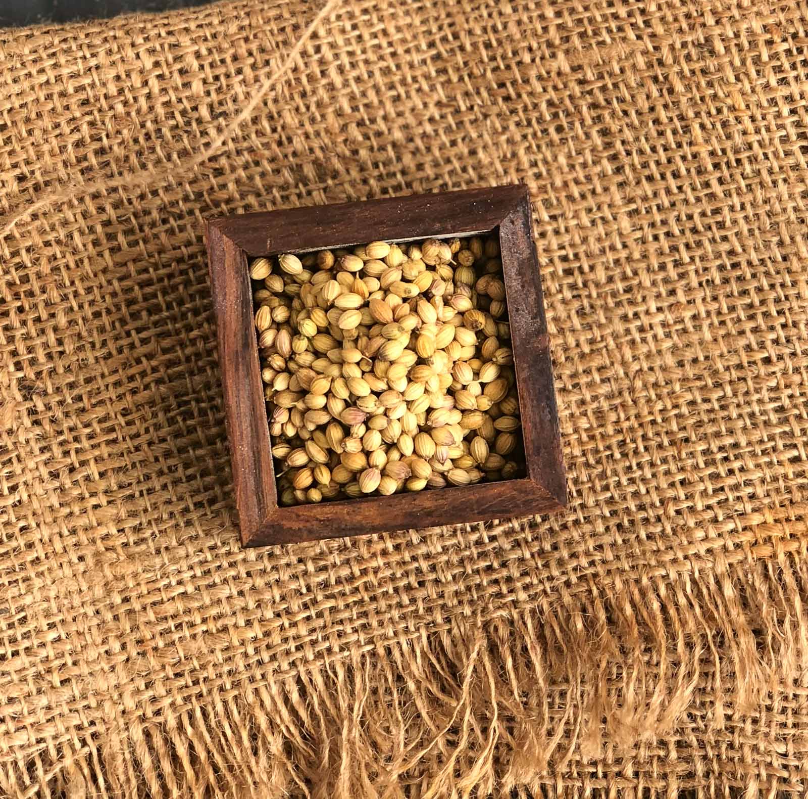 Coriander seeds dhania