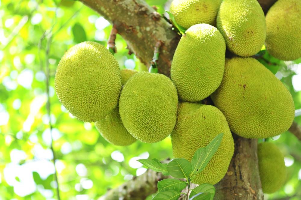 5 Reasons That Raw Jackfruit Is A Superfood by Archana's Kitchen