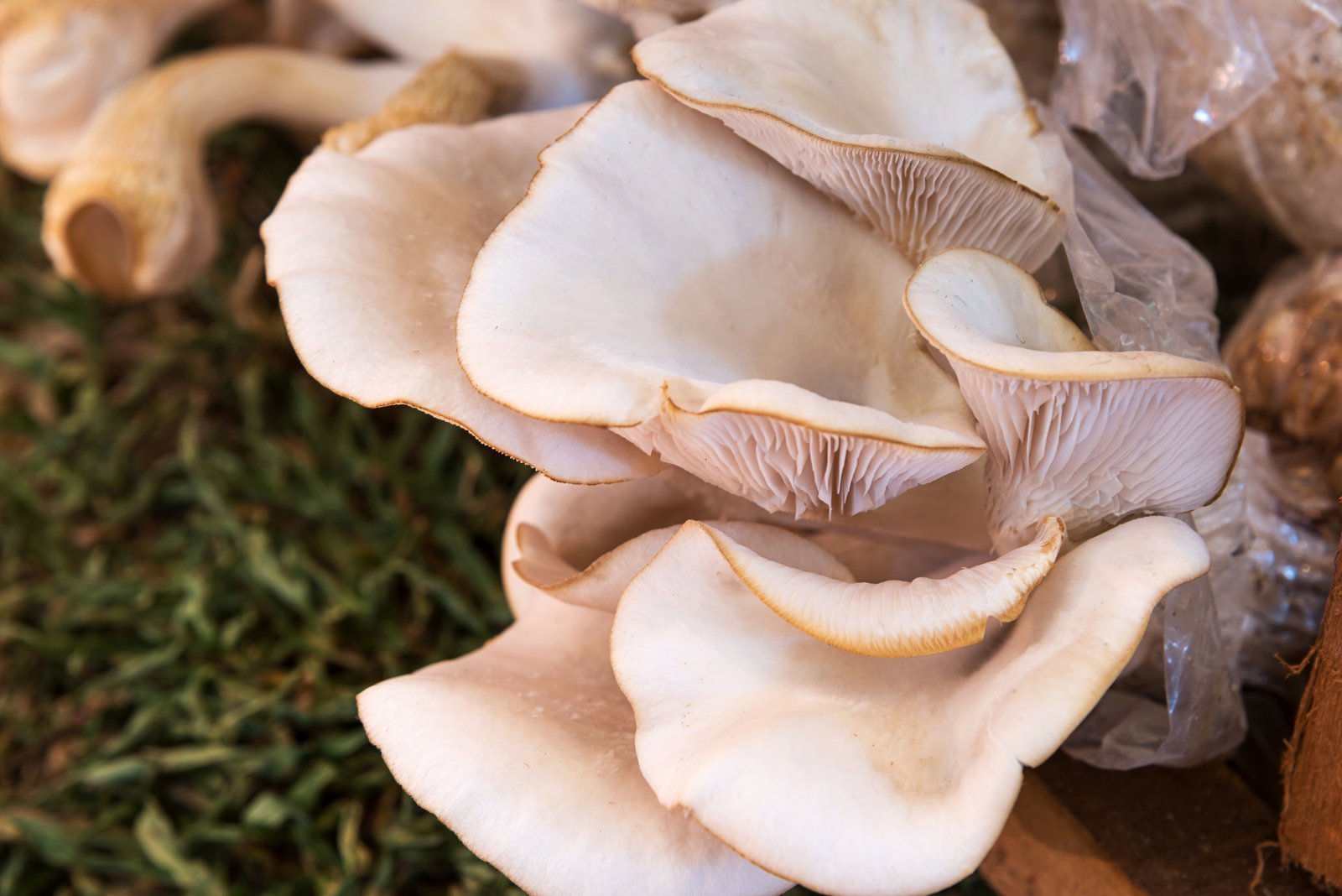 oyster mushroom