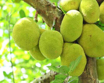 5 Reasons That Raw Jackfruit Is A Superfood