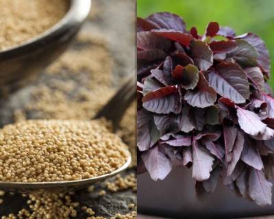 Amaranthus Leaves & Seeds - Know Your Ingredient